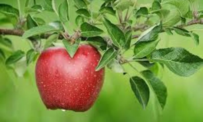 Pályázati felhívás a nem mezőgazdasági mikrovállalkozások indításának és fejlesztésének tá...